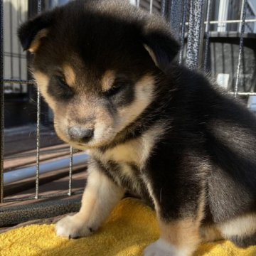 柴犬(標準サイズ)【山梨県・女の子・2023年10月20日・黒】の写真「標準より小ぶりサイズです。😄」