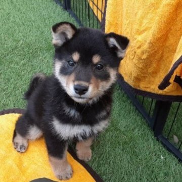 柴犬(標準サイズ)【山梨県・男の子・2023年3月27日・黒】の写真「値下げしましたぁ🎶
顔は抜群でぇす。」