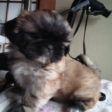 ミックス (ペキニーズ×シーズー)【山梨県・男の子・2023年4月19日・黒茶白】の写真「ペキとシーズーの可愛さ良いとこ取り💕」