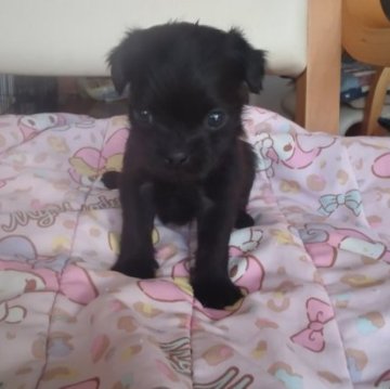 ミックス(パグ×トイプードル)【山梨県・女の子・2023年10月21日・黒】の写真「愛嬌たっぷりの可愛さ💕」