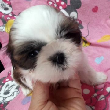 シーズー【山梨県・女の子・2022年8月28日・ゴールド&ホワイト】の写真「会えばメロメロになる可愛さ💕💕」