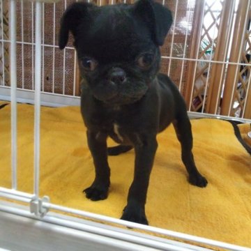 パグ【山梨県・男の子・2023年1月23日・黒】の写真「元気いっぱいの僕です。🎶」