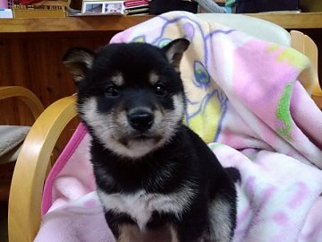 柴犬(豆柴)【山梨県・女の子・2019年11月10日・黒】の写真「小ぶりでの子です。💕」