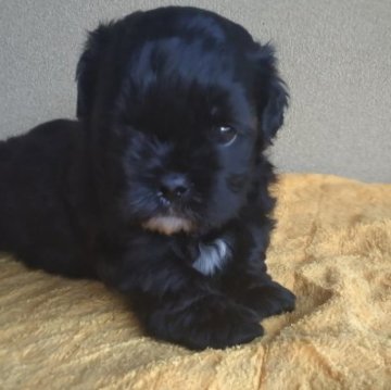 ミックス父プードル×母シーズー【山梨県・女の子・2023年4月17日・ブラック】の写真「クルクルお目目が可愛い子です💕」