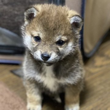 柴犬(豆柴)【山梨県・男の子・2023年2月9日・赤】の写真「ほんとに可愛い僕です。💕」