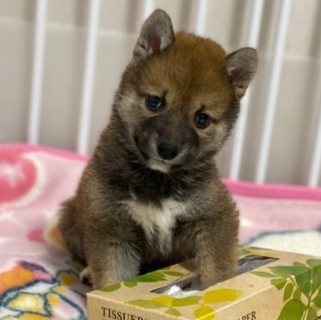 柴犬(標準サイズ)【山梨県・男の子・2023年3月23日・赤】の写真「標準より小さめです。🎶」