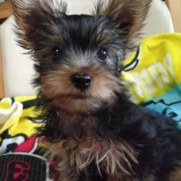 ヨークシャーテリア【山梨県・男の子・2023年4月26日・スチールブルー&タン】の写真「7/12日の体重1.2k 画像より可愛いでぇす💕」