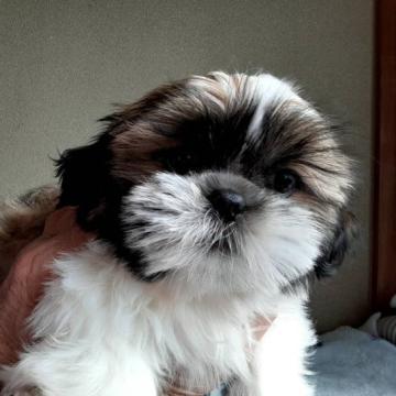 シーズー【山梨県・男の子・2022年8月28日・ゴールド&ホワイト】の写真「とてもイケメン君の子です。🎶」