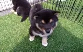 柴犬(標準サイズ)【山梨県・女の子・2019年2月23日・黒】の写真2