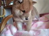 柴犬(標準サイズ)【山梨県・男の子・2023年1月25日・赤】の写真2「3/10日撮影」