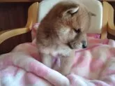 柴犬(標準サイズ)【山梨県・男の子・2023年1月25日・赤】の写真3「3/10日撮影」