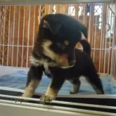 豆柴【山梨県・男の子・2023年7月1日・黒】の写真4「8/20日撮影」