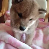 柴犬(標準サイズ)【山梨県・男の子・2023年1月25日・赤】の写真5「3/10日撮影」