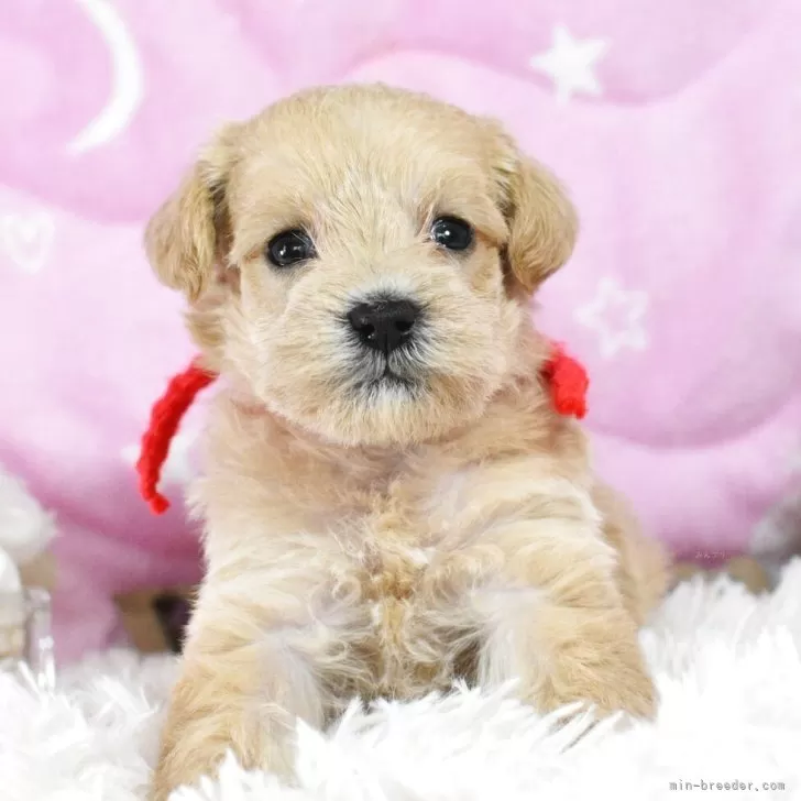 ID:2504-03500の子犬