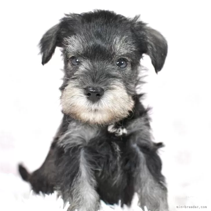 ID：2508-07440の子犬