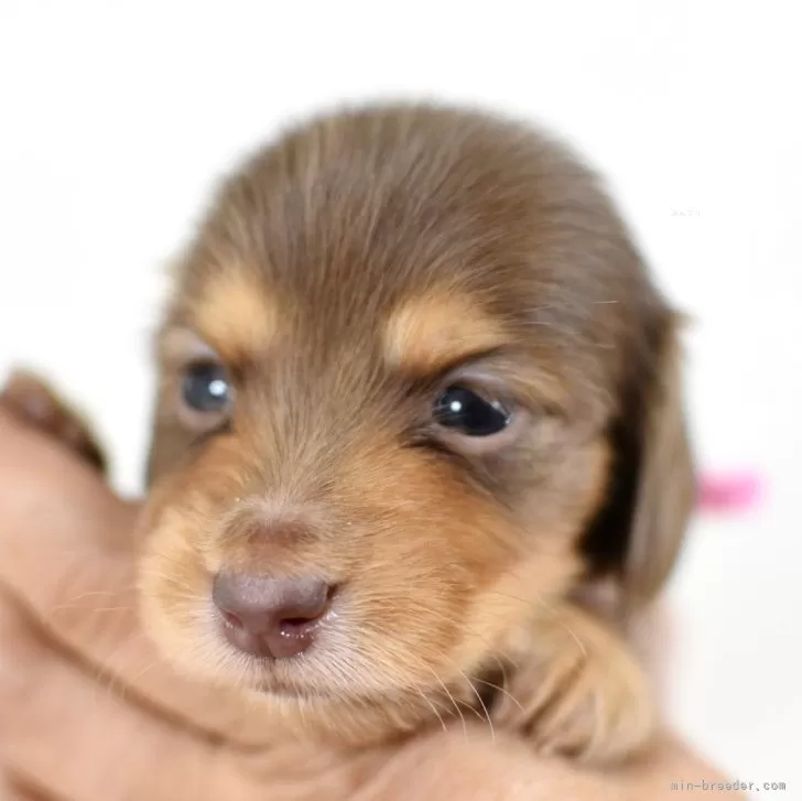 ID：2509-05505の子犬