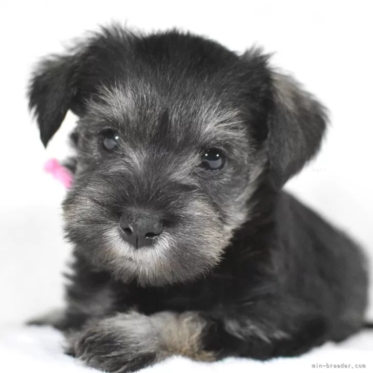 ピットパパさん 様のお迎えした子犬