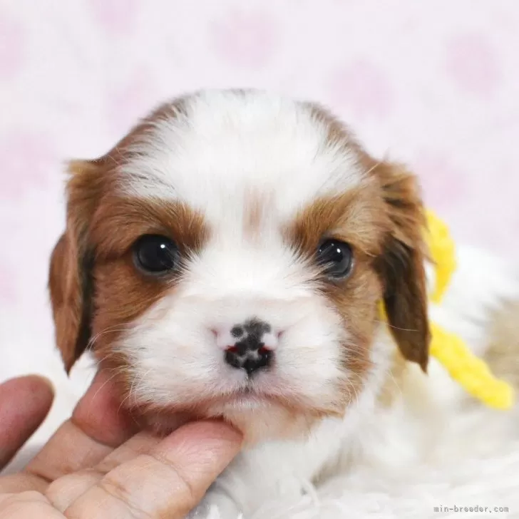 ID：2507-08396の子犬