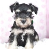 ミニチュアシュナウザー