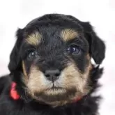 シュナプー(トイプードル×ミニチュアシュナウザー)【茨城県・女の子・2025年10月19日・ブラック&タン】の写真1