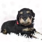 シュナプー(トイプードル×ミニチュアシュナウザー)【茨城県・女の子・2025年10月19日・ブラック&タン】の写真2