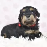 シュナプー(トイプードル×ミニチュアシュナウザー)【茨城県・女の子・2025年10月19日・ブラック&タン】の写真3