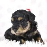 シュナプー(トイプードル×ミニチュアシュナウザー)【茨城県・女の子・2025年10月19日・ブラック&タン】の写真4