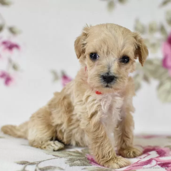 ID:2312-05494の子犬