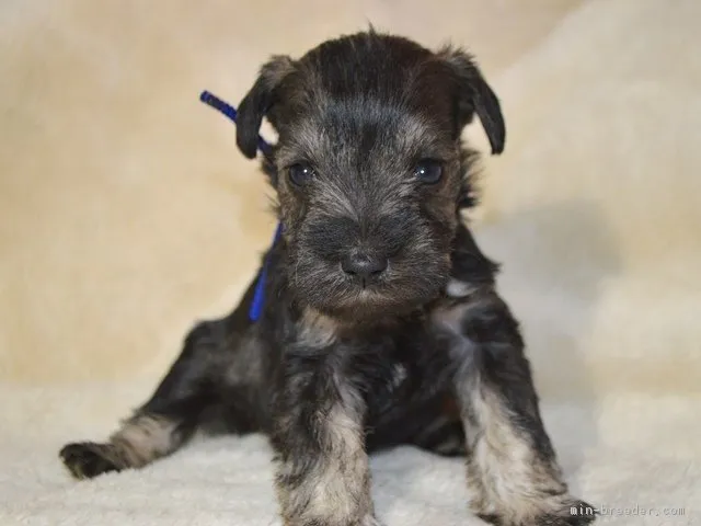 ID：1701-01242の子犬