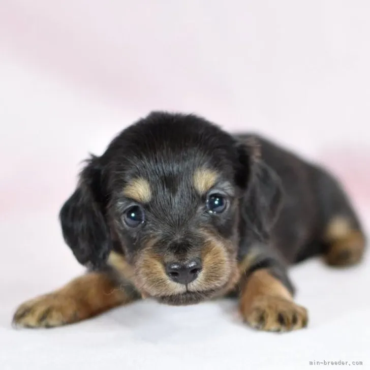 ID：2303-03299の子犬