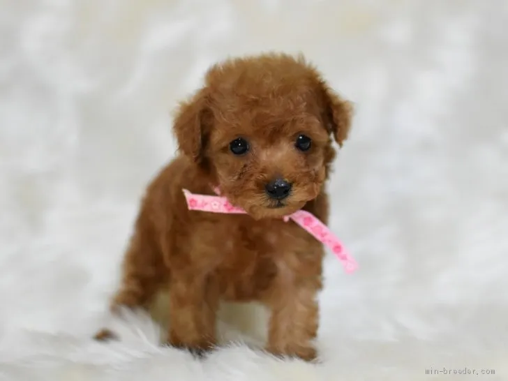 ID:2002-01473の子犬