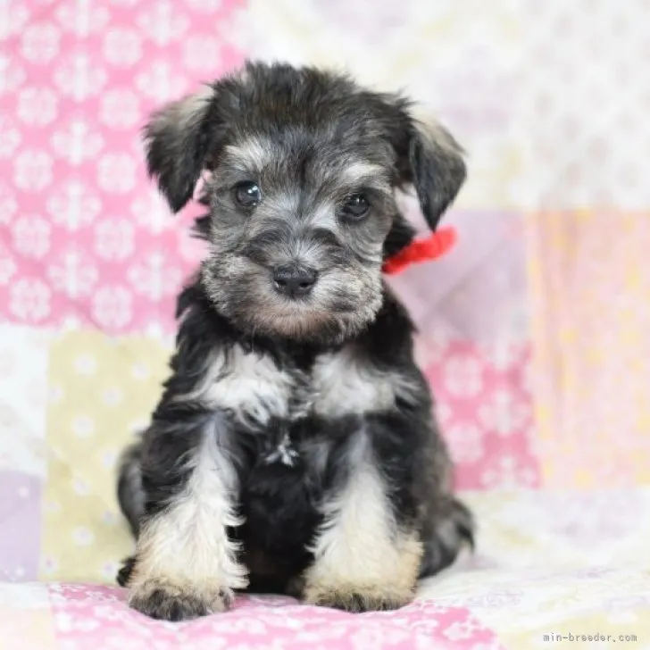 ID:2305-02840の子犬