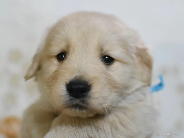 R.H 様のお迎えした子犬