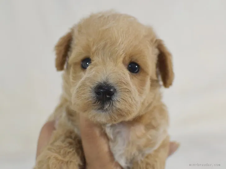 ID：1909-01579の子犬