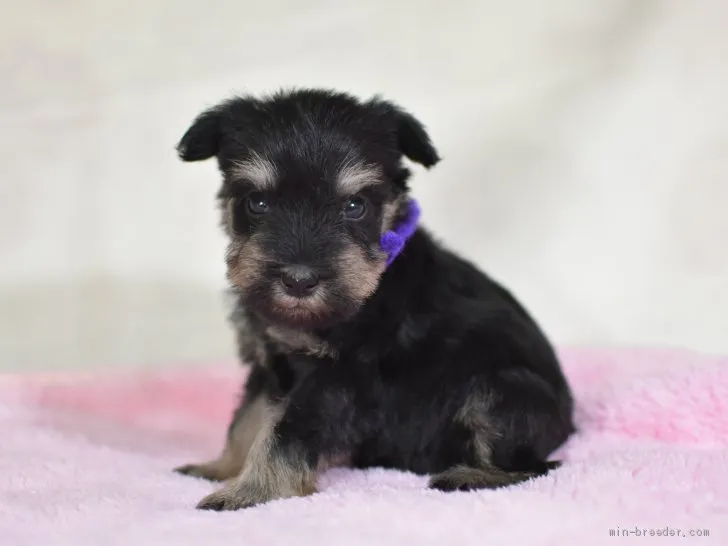 ID：1905-01201の子犬
