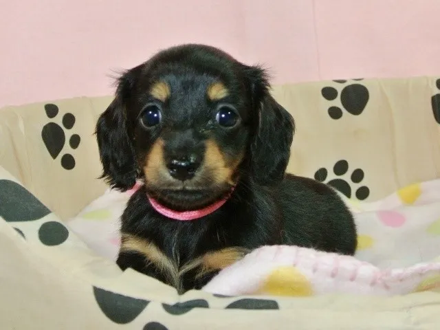 ID：1407-01037の子犬