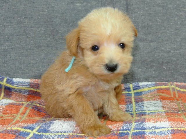 シュナプー シュヌードル 茨城県 男の子 14年8月5日 クリーム 小さめのシュナプーちゃんです みんなのブリーダー 子犬id 1409 シュナプー シュヌードル 茨城県 男の子 14年8月5日 クリーム 小さめのシュナプーちゃんです みんなのブリーダー 子犬id 1409