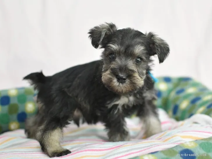 おいちゃん 様のお迎えした子犬