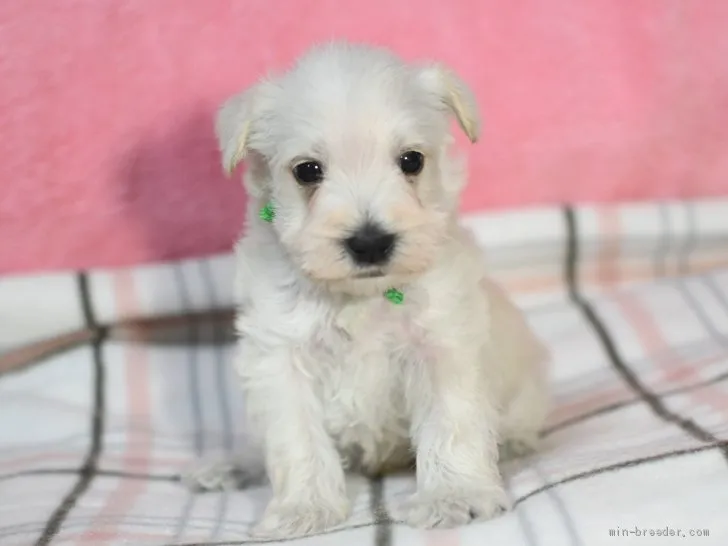 カナ 様のお迎えした子犬