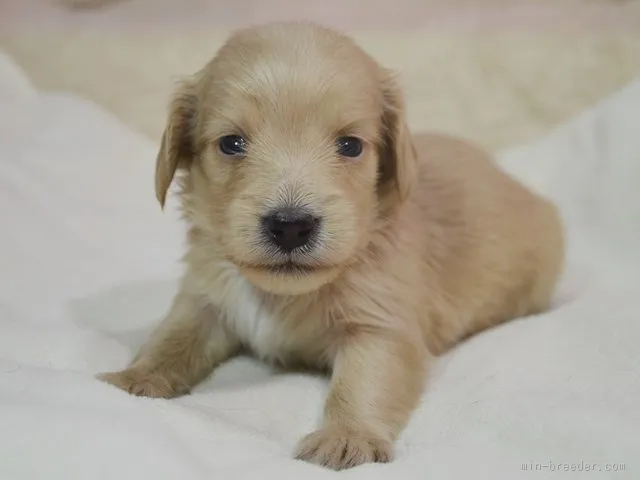 ID:1512-01236の子犬