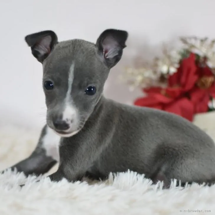ID:2211-01922の子犬