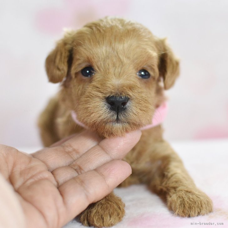 ミニチュア・シュナウザー 仔犬最新情報！！ | TERRIER STYLE by