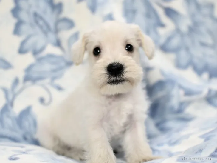 K.S 様のお迎えした子犬