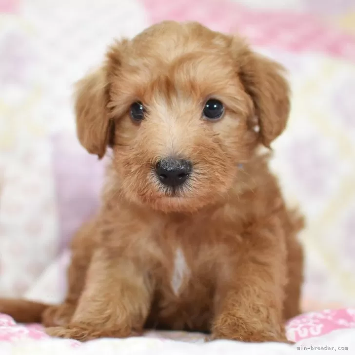 ID:2408-04921の子犬