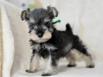 ミニチュアシュナウザー【茨城県・男の子・2017年8月30日・ソルト&ペッパー】の写真「緑くん。父AMCH直子。10/26迄期間限定価格。」