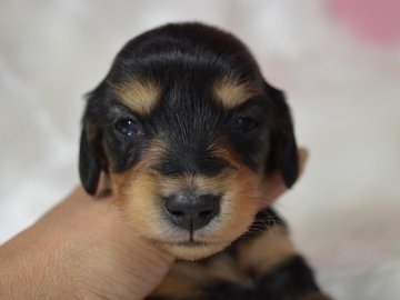 ミニチュアダックスフンド(ロング)【茨城県・男の子・2017年4月22日・ブラック&タン】の写真「目が開きました～。健康診断書付き。」