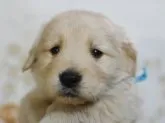 ゴールデンレトリバー【茨城県・男の子・2020年1月7日・ゴールド】の写真1