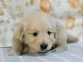 ゴールデンレトリバー【茨城県・男の子・2020年1月7日・ゴールド】の写真4