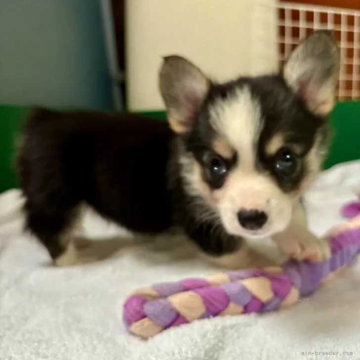 ID:2409-03272の子犬