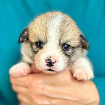 ウェルシュ・コーギー・ペンブローク【熊本県・男の子・2025年10月25日・レッド&ホワイト】の写真「お顔の可愛いコーギー君　優良血統です(*^-^*)」